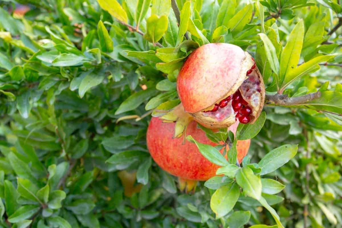 Issues in the Fruit Development Stage of Pomegranate Farming