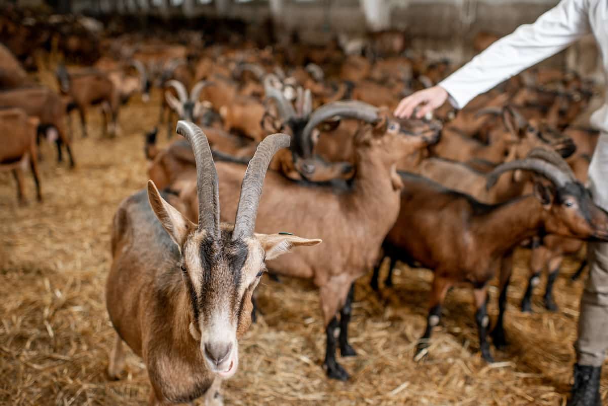 Johne’s Disease Management in Goat