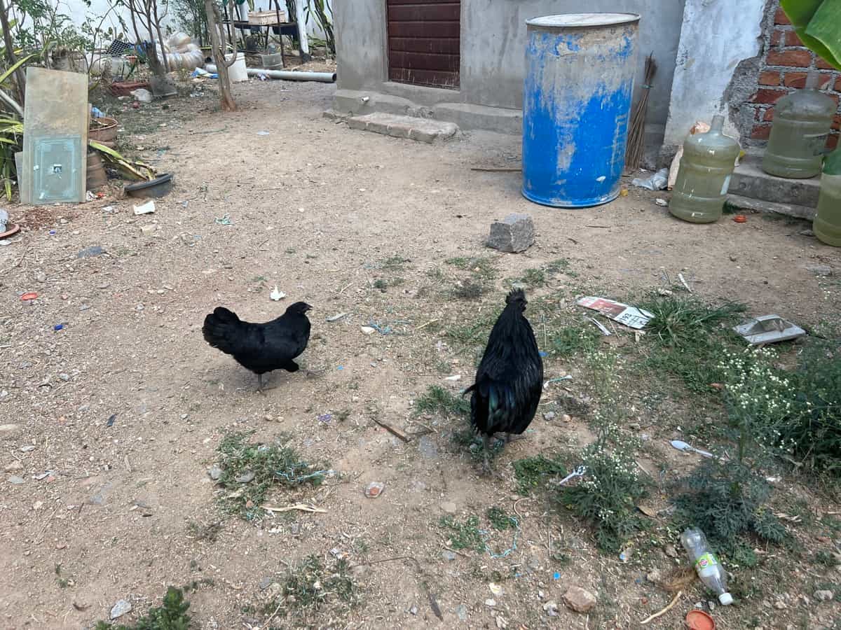 Kadaknath Chicken Diseases