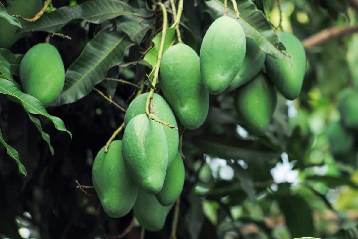 Leaf Webber Pest Management in Mango