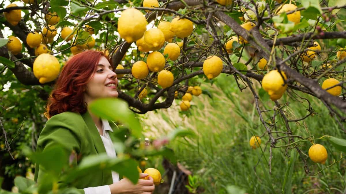 Harvesting Lemons