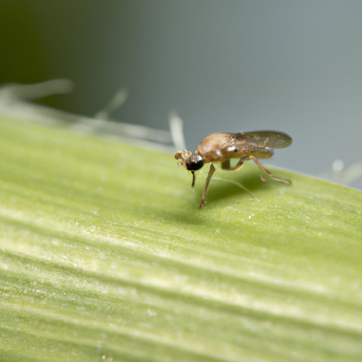 Maize Shoot-fly Pest