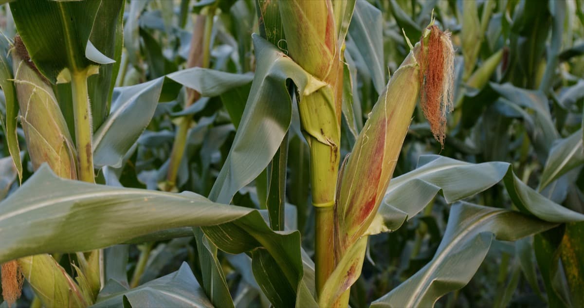 Maize/Corn Ear Worm Pest Management