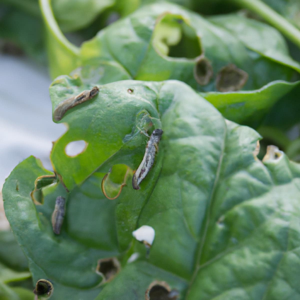 Management of Beet Armyworm in Spinach