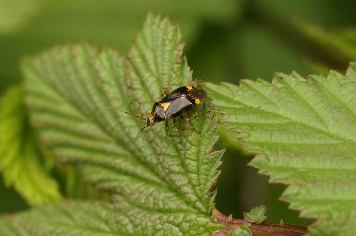 Management of Capsid Bug In Gardens
