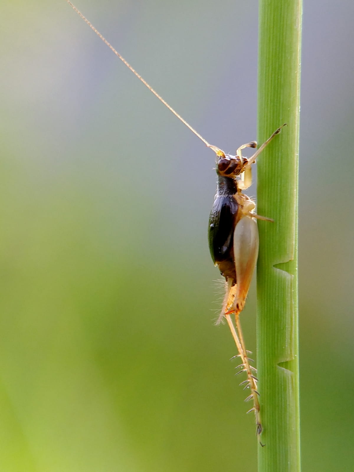 Cricket Insects
