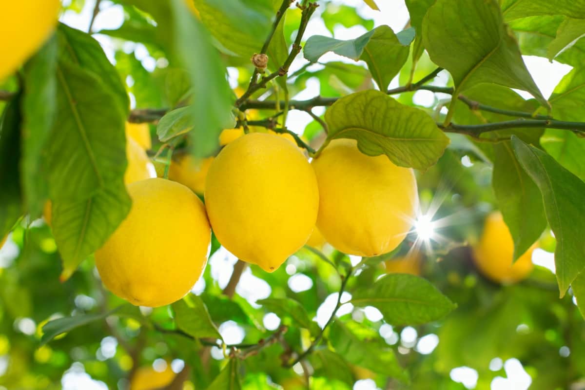 Management of Fungal Disease in Citrus Trees

