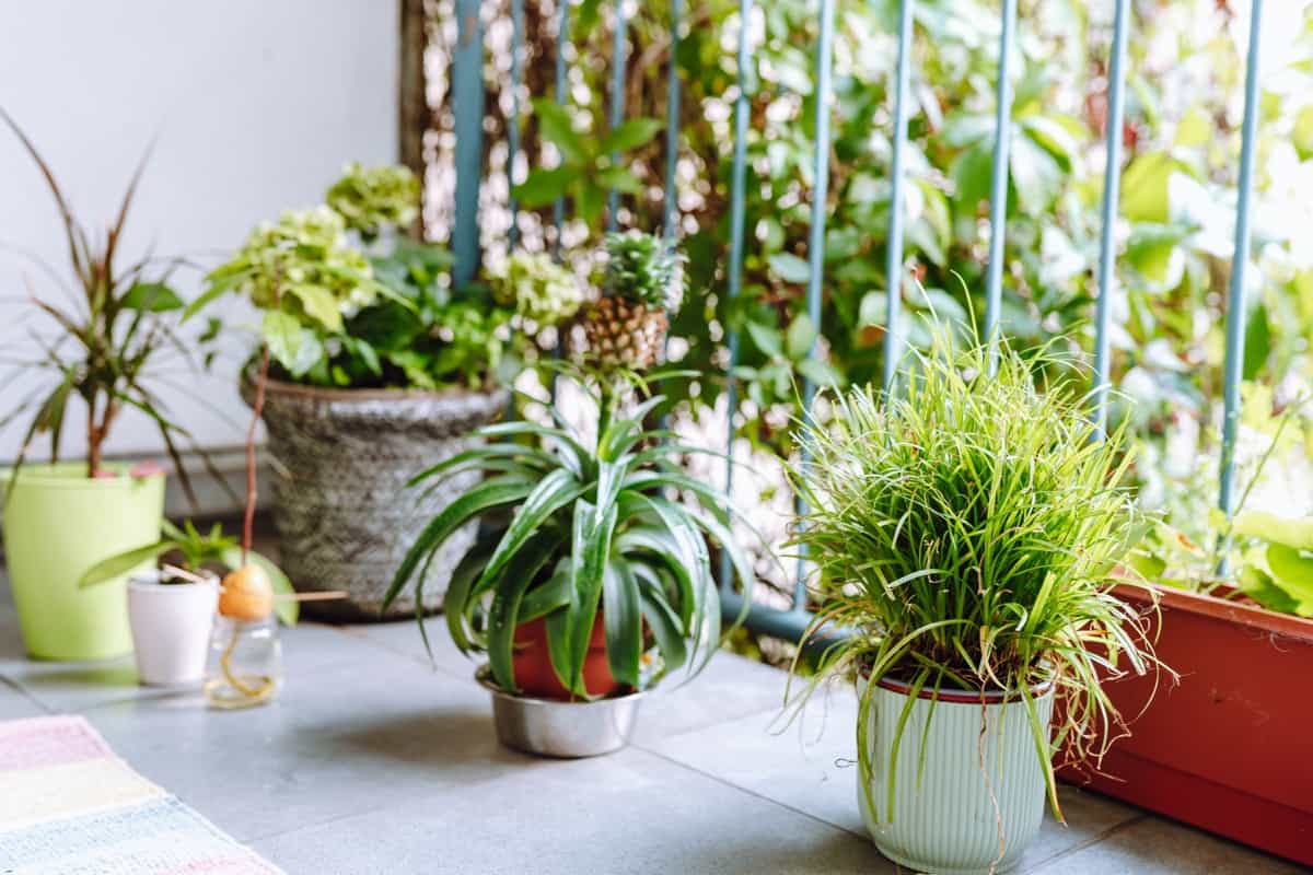 home garden on balcony with exotic plants in flowerpots