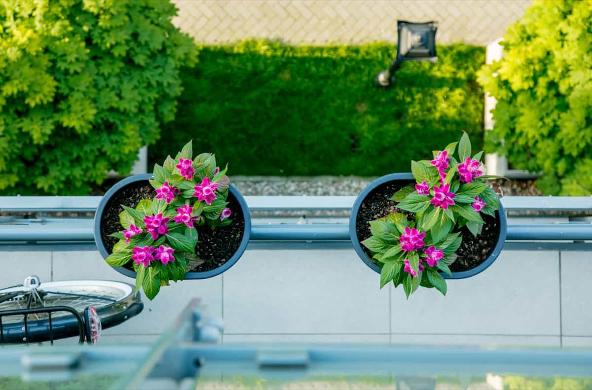 Container plants on balcony 