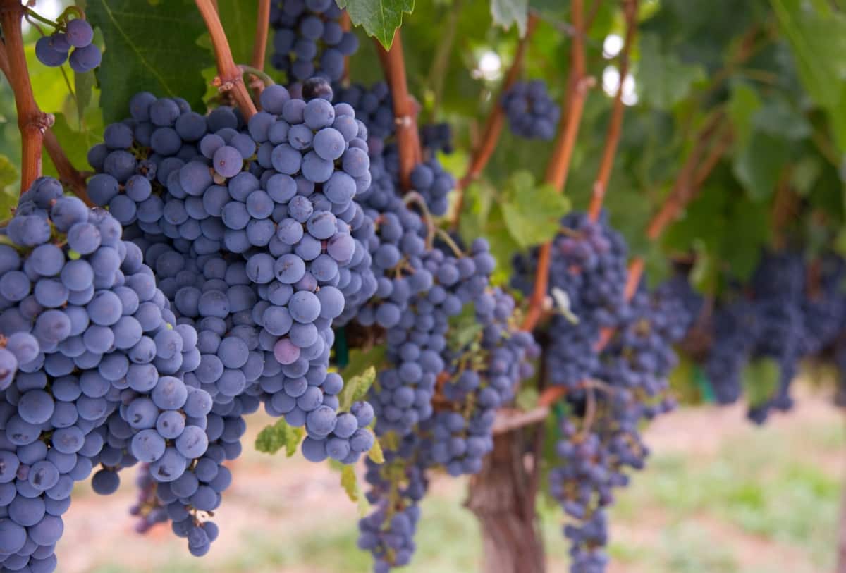 Grapes on The Vine