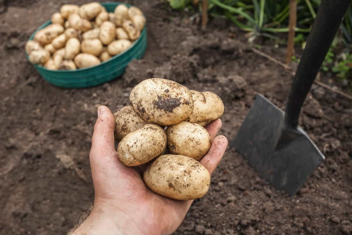 fresh potatoes harvested from garden