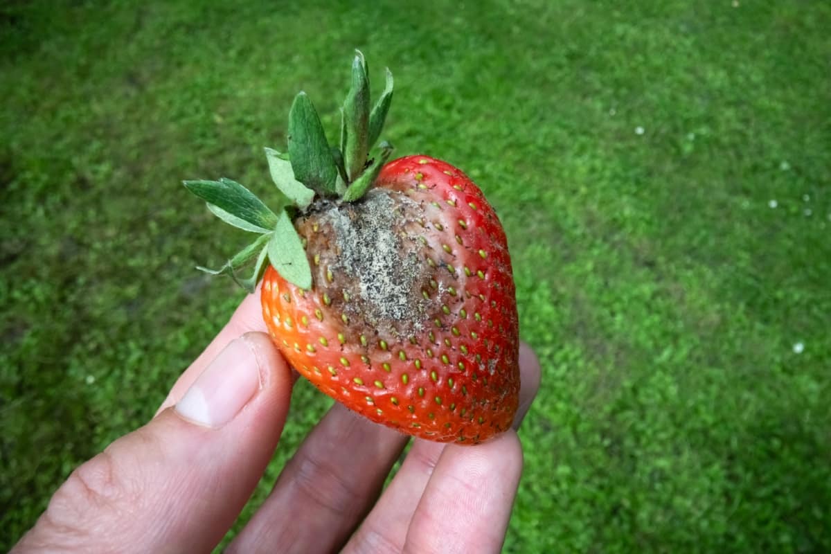 Rotten Strawberry Fruit with Mold