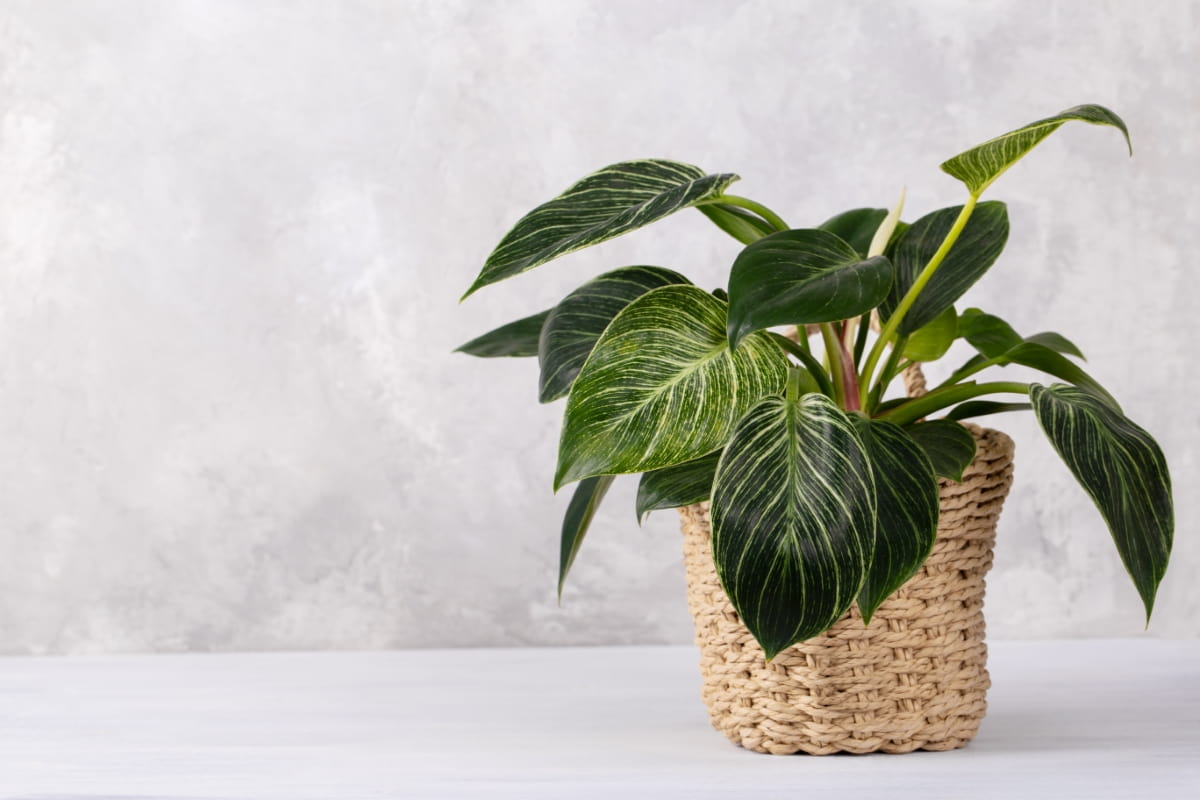 Philodendron House Plant