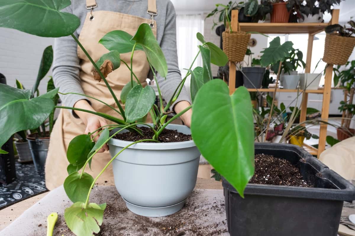 Repotting a Home Plant Philodendron 