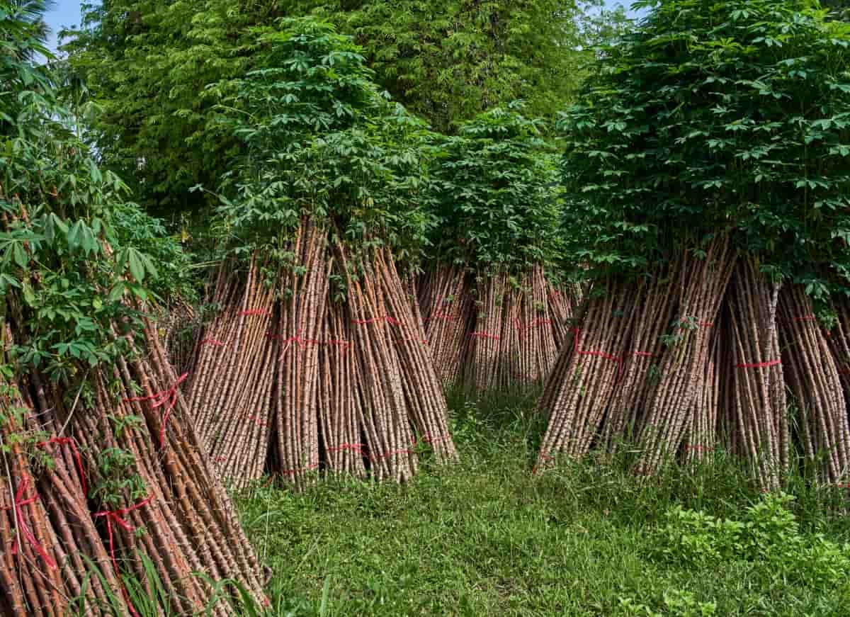 Bunch of The Cassava Plants to Cultivate 