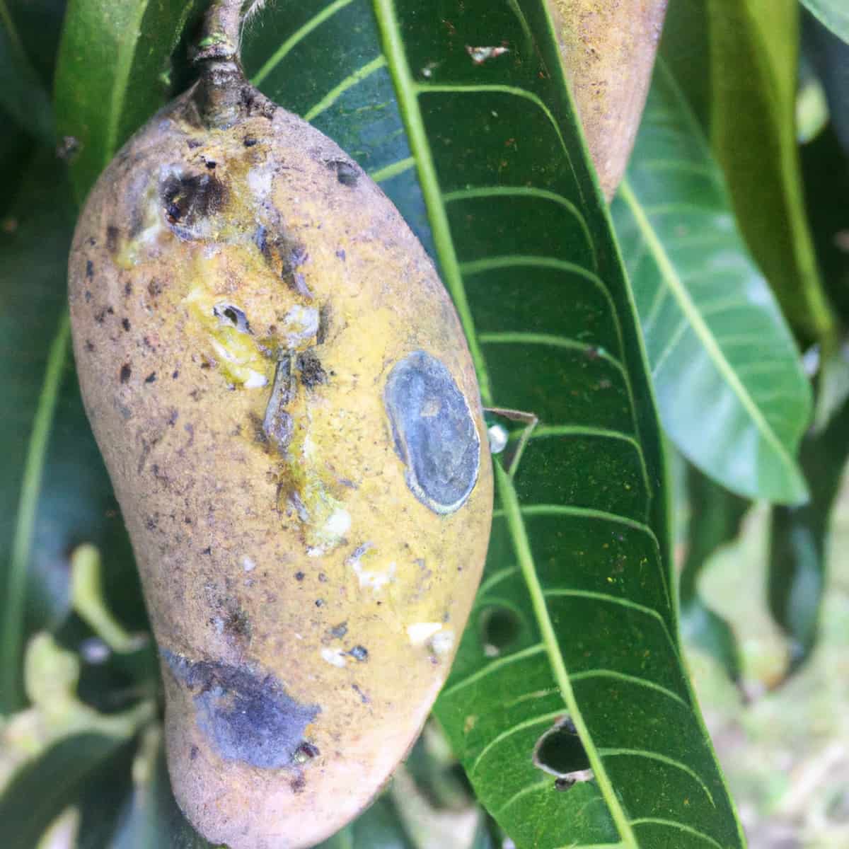 Mango Scab Disease