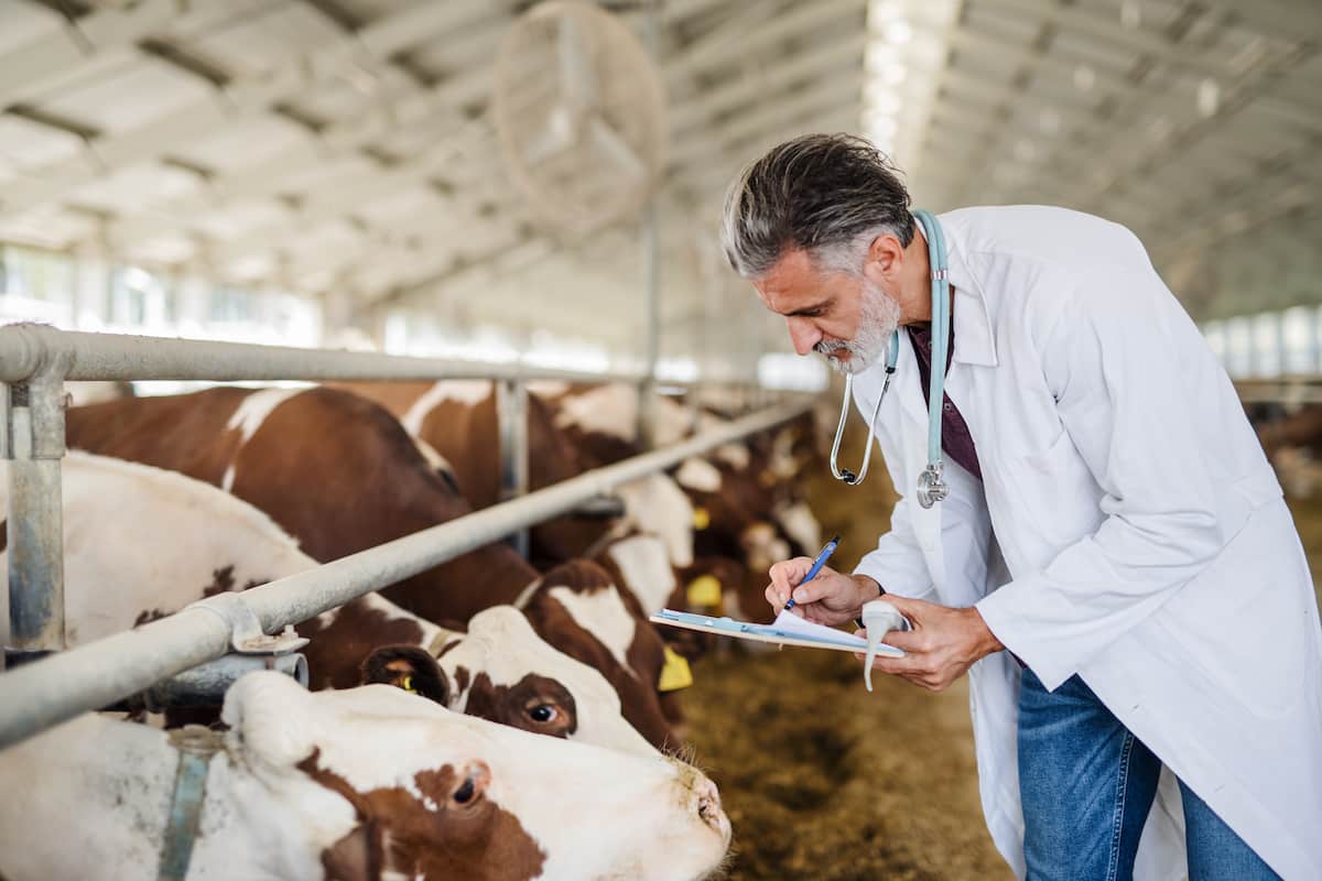 Mastitis Disease Management in Cattle