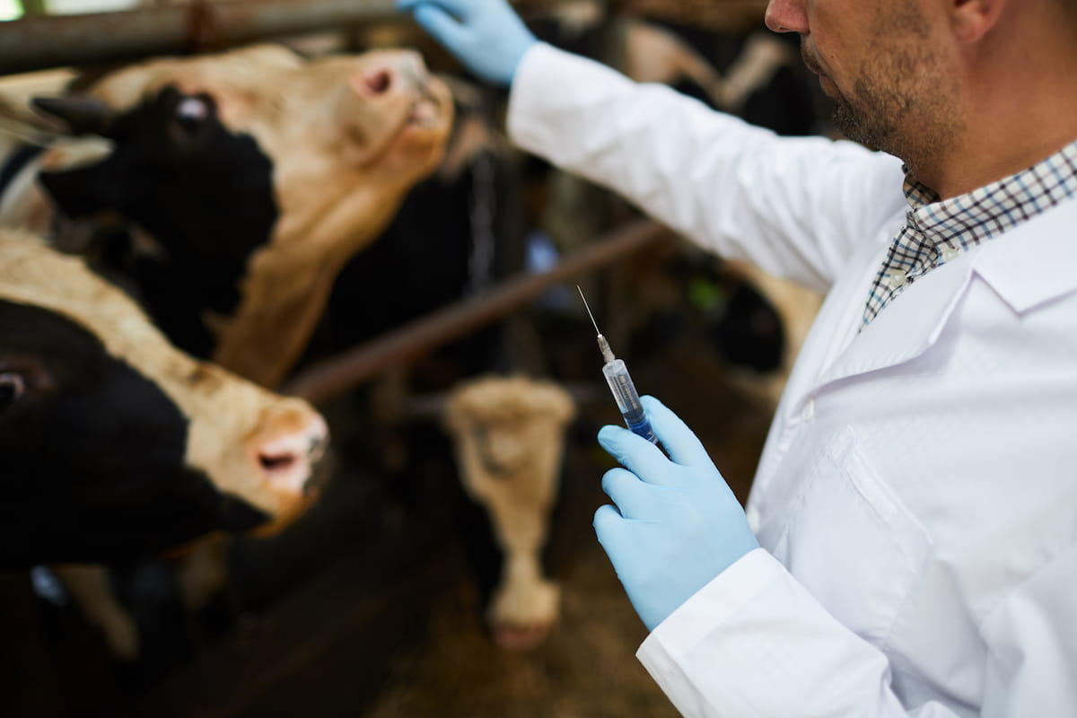 Vaccination for Cattle