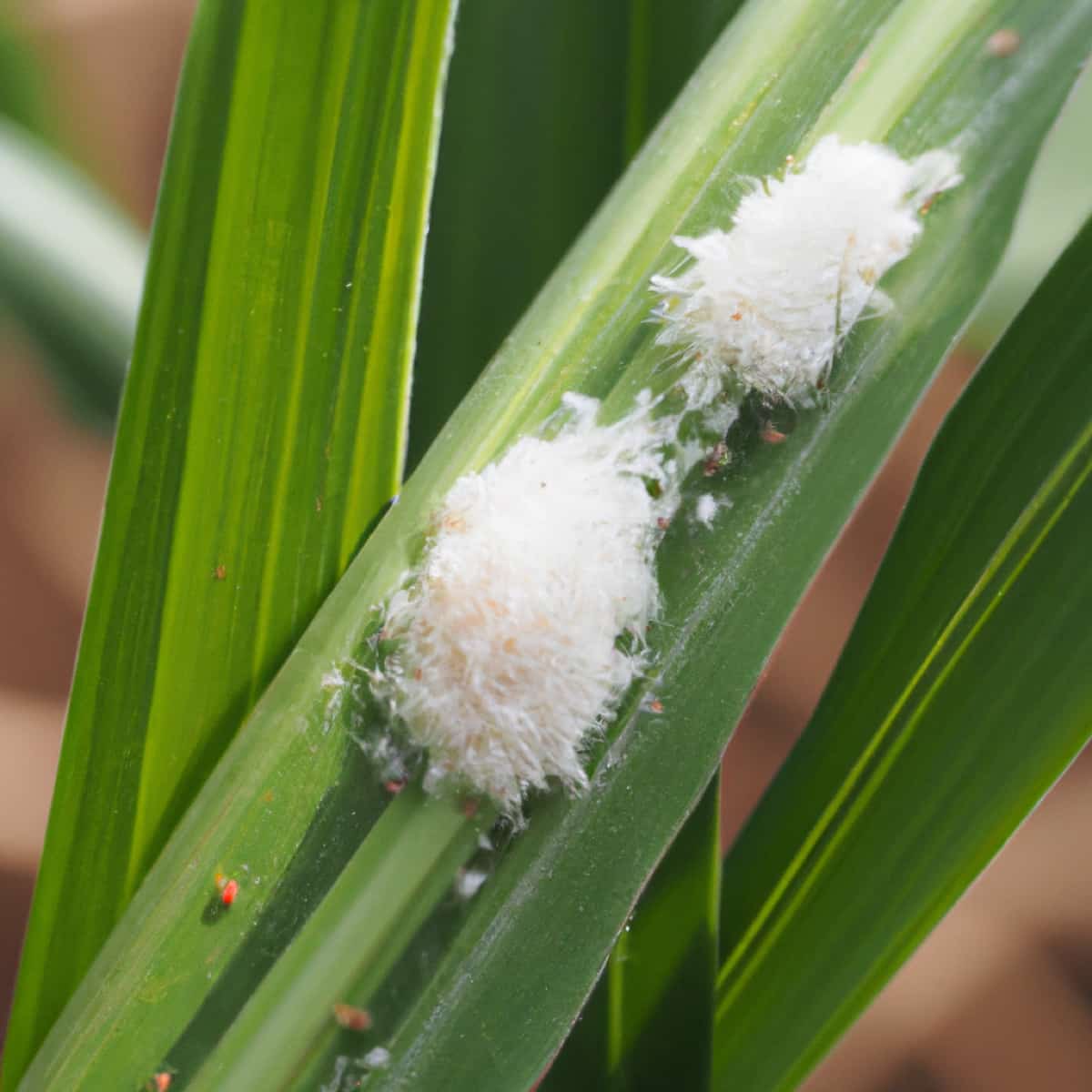 Mealybug Management in Sugarcane