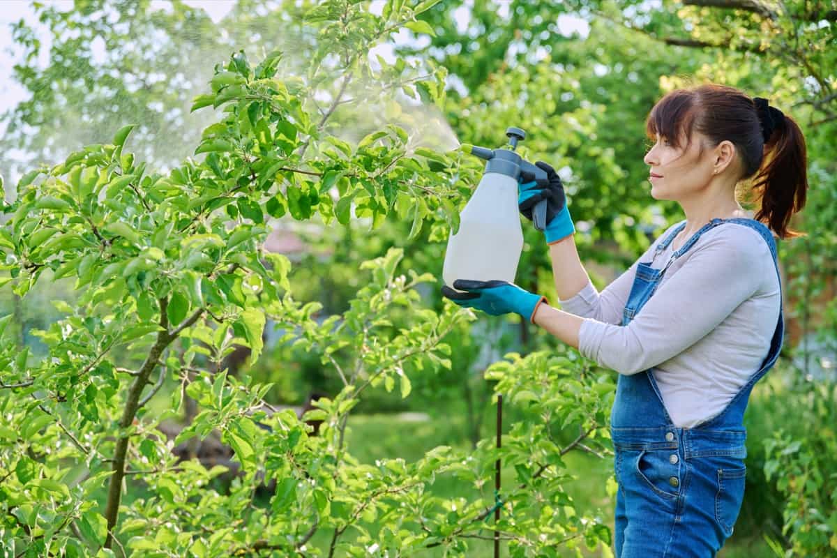 Gardener sprays fungicides on fruit trees to protect it from plant diseases and pests