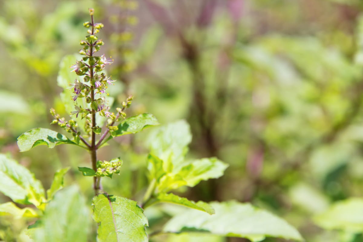 Natural Remedies for Tulsi Plant Problems