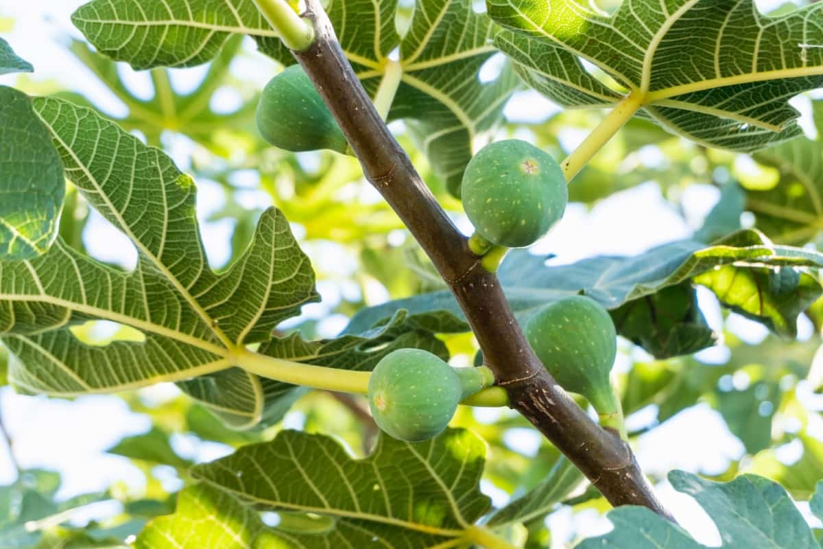 Natural Remedies to Cure Brown Spots on Fig Tree Leaves