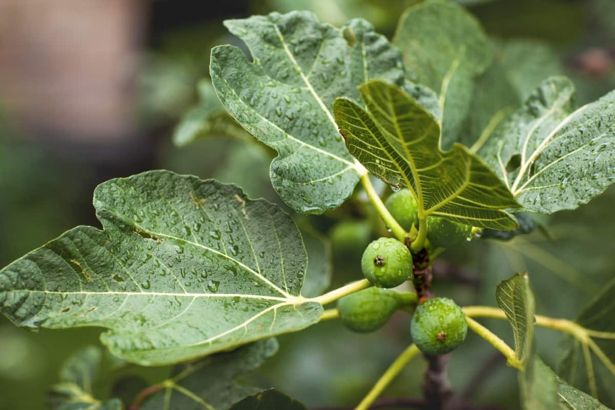 Unripe Figs