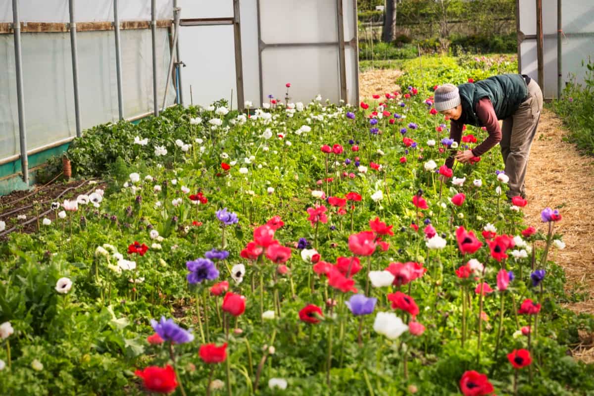 Natural Solutions for Pest Control in Flower Gardens