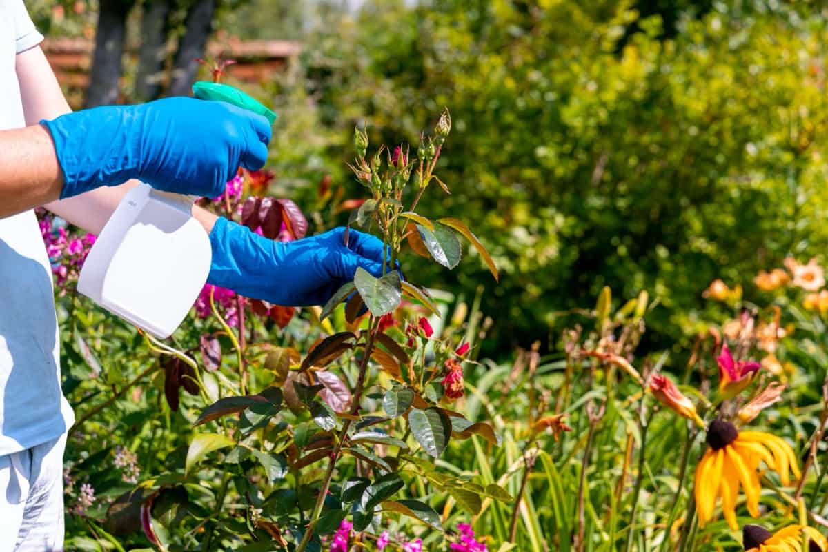 gardener treating rose plants with a garden sprayer from insect pests