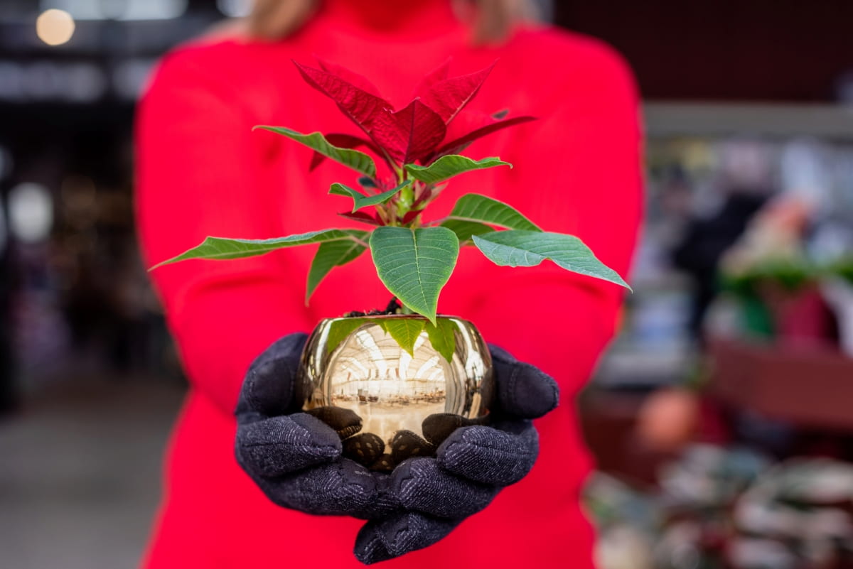 Natural Solutions for Poinsettia Problems