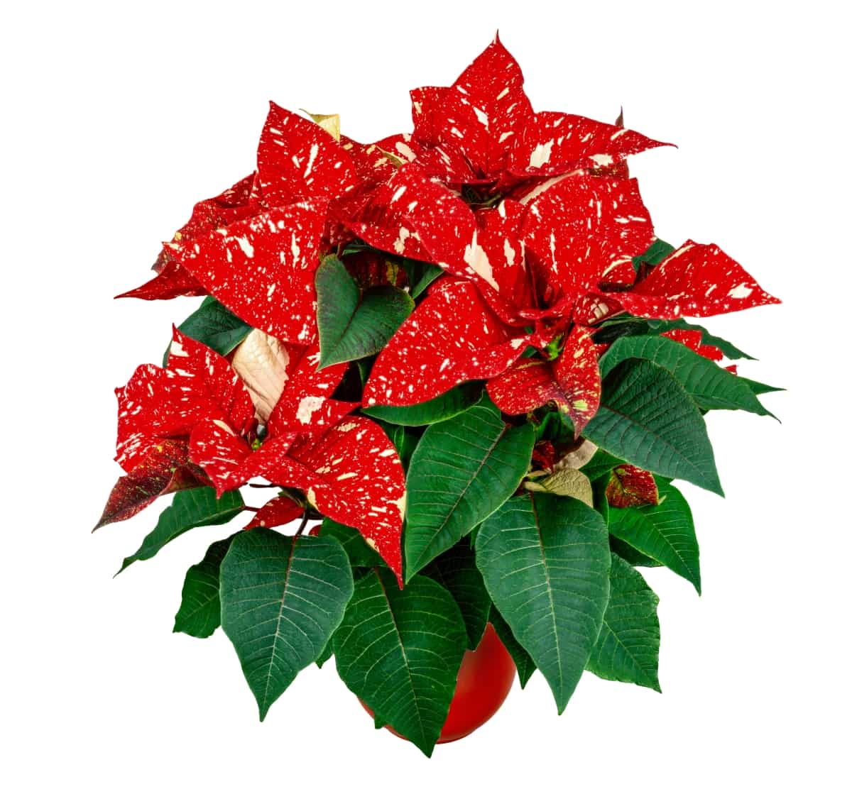 Potted Poinsettia Flower