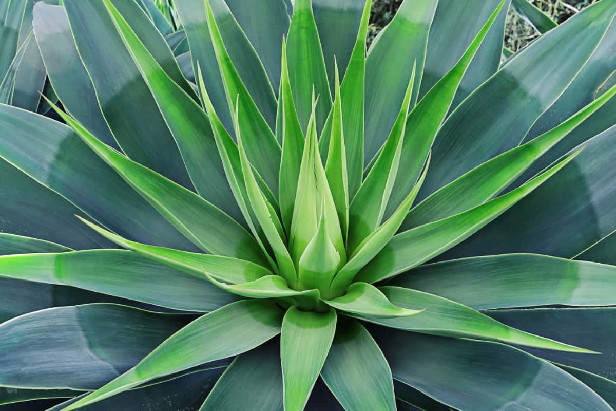 Beautifully Bloomed Agave Leaves