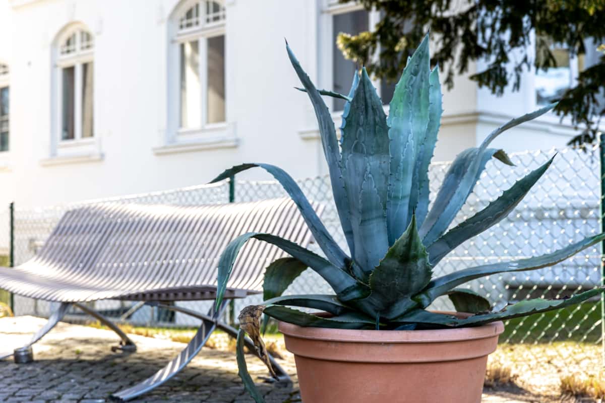 Agave Plant in A Pot 