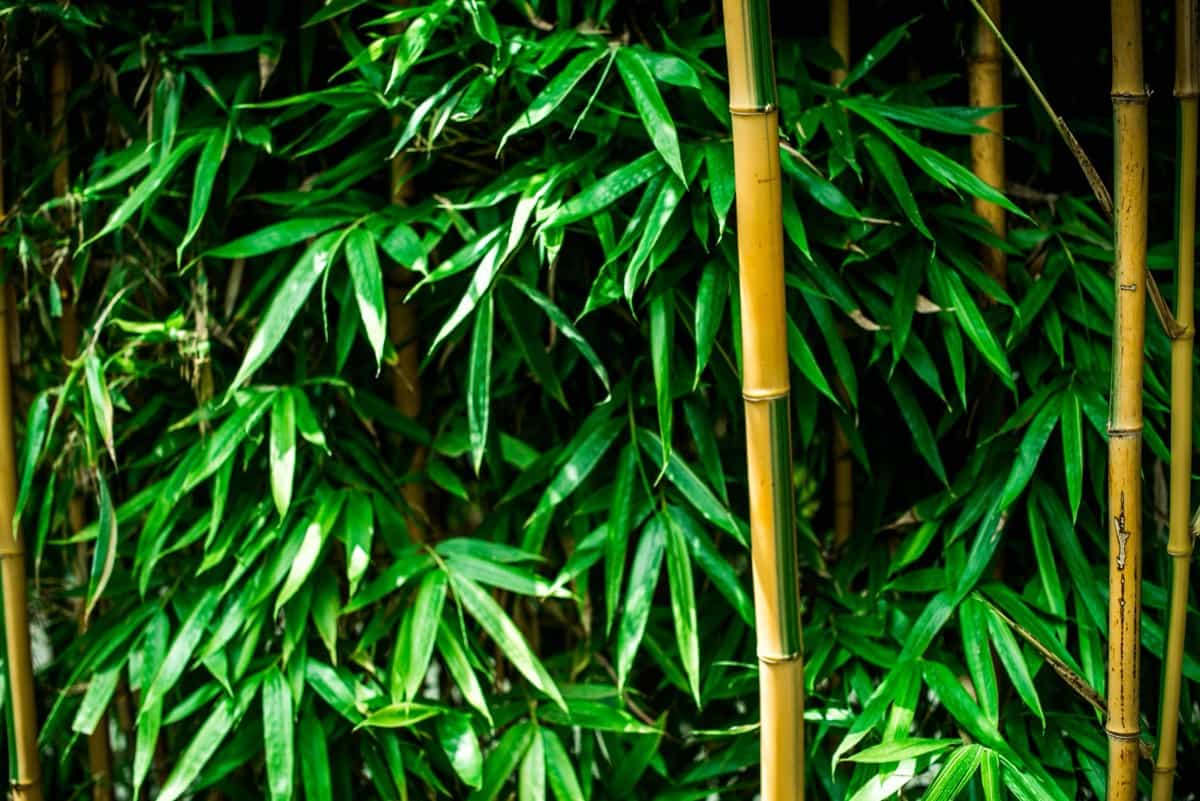 Natural Ways to Fix Common Bamboo Plant Problems