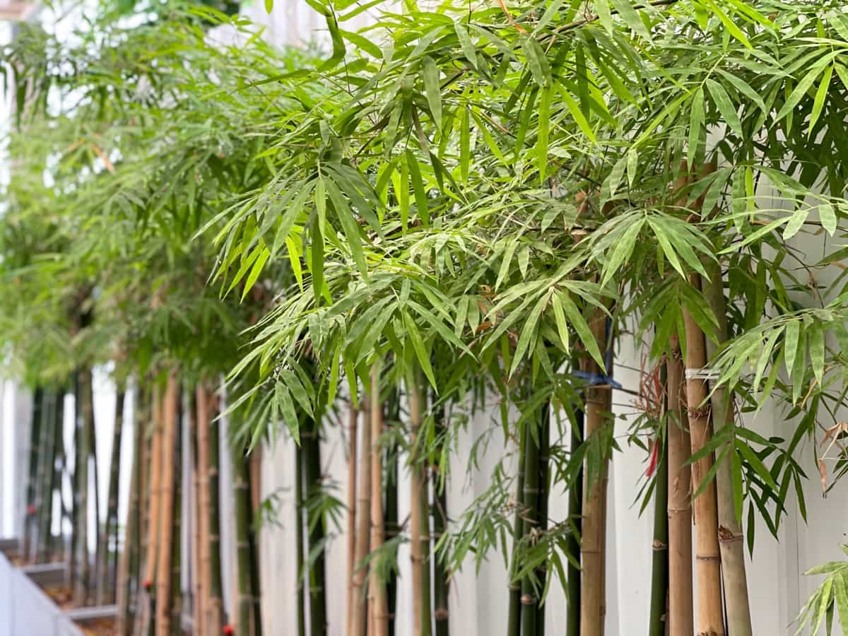 green leaf bamboo in garden