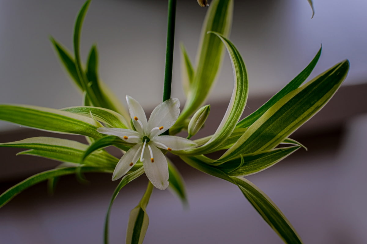 Natural Ways to Fix Common Spider Plant Problems