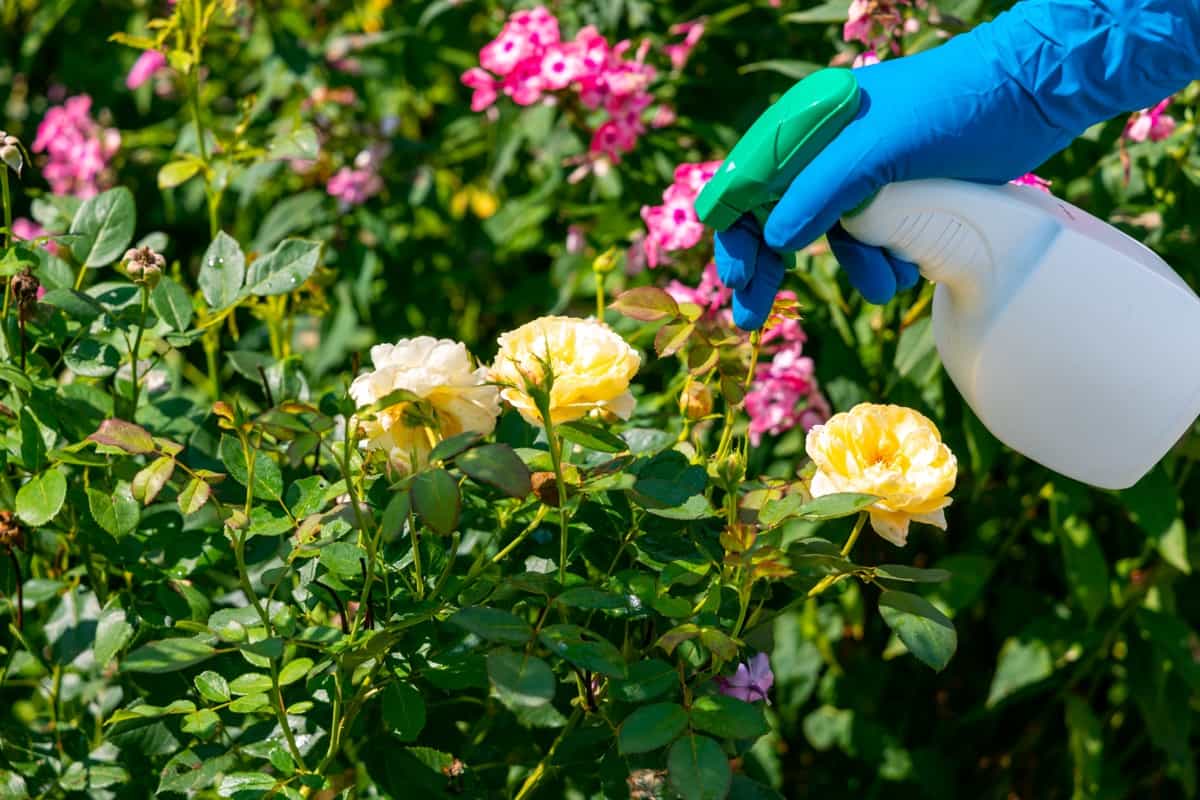 Treating rose plants from whiteflies