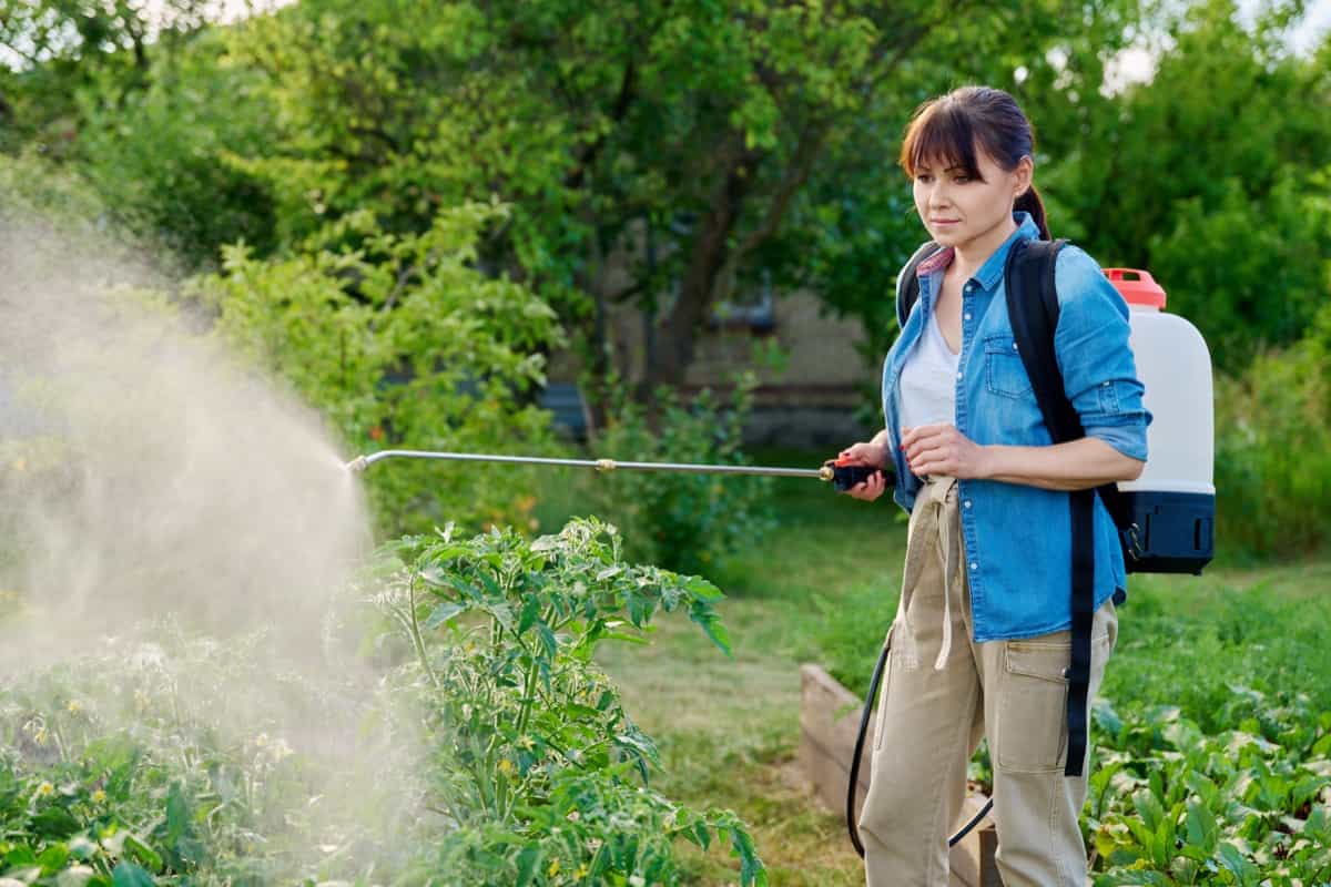 Gardener using spray backpack spraying tomato plants in garden