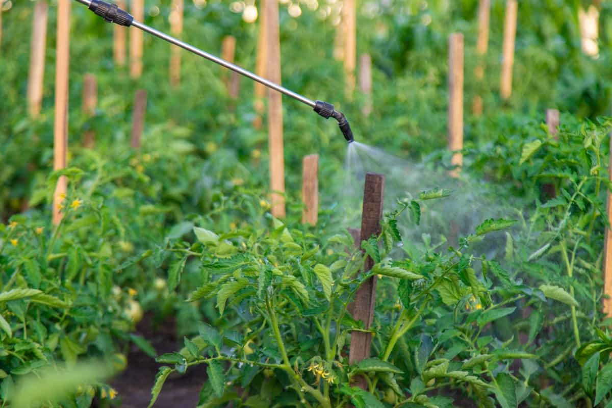 Spraying pesticides for tomato plants in the garden