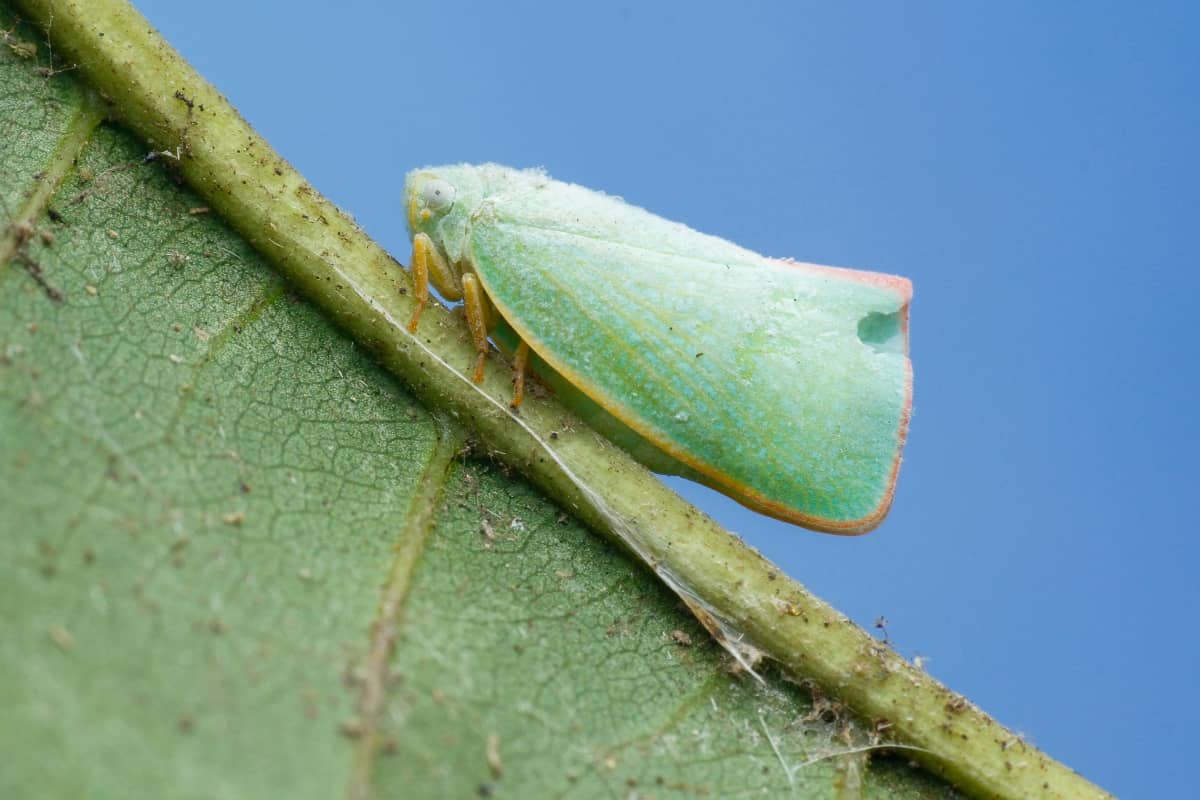 Neem Oil to Control Leafhoppers on Ornamental Shrubs