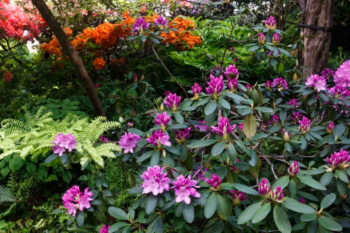 Shrubs and Flowers in The Garden