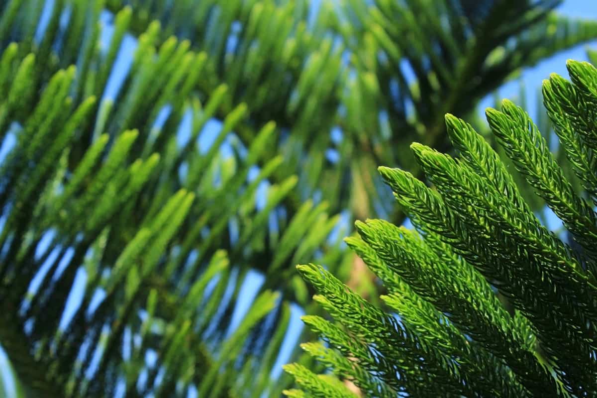 Norfolk Island Pine Pests and Diseases