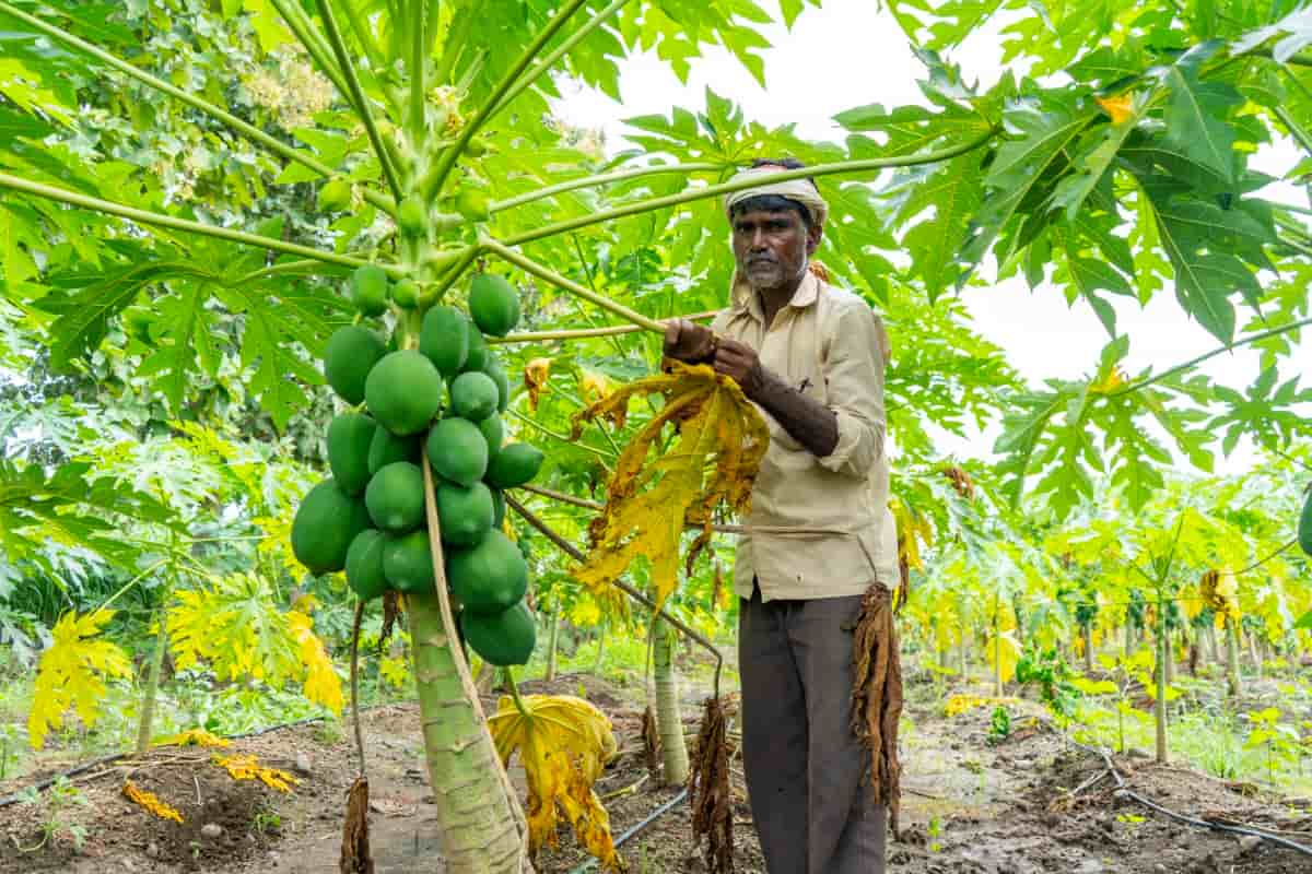 Farmer Working in Papaya Plantation