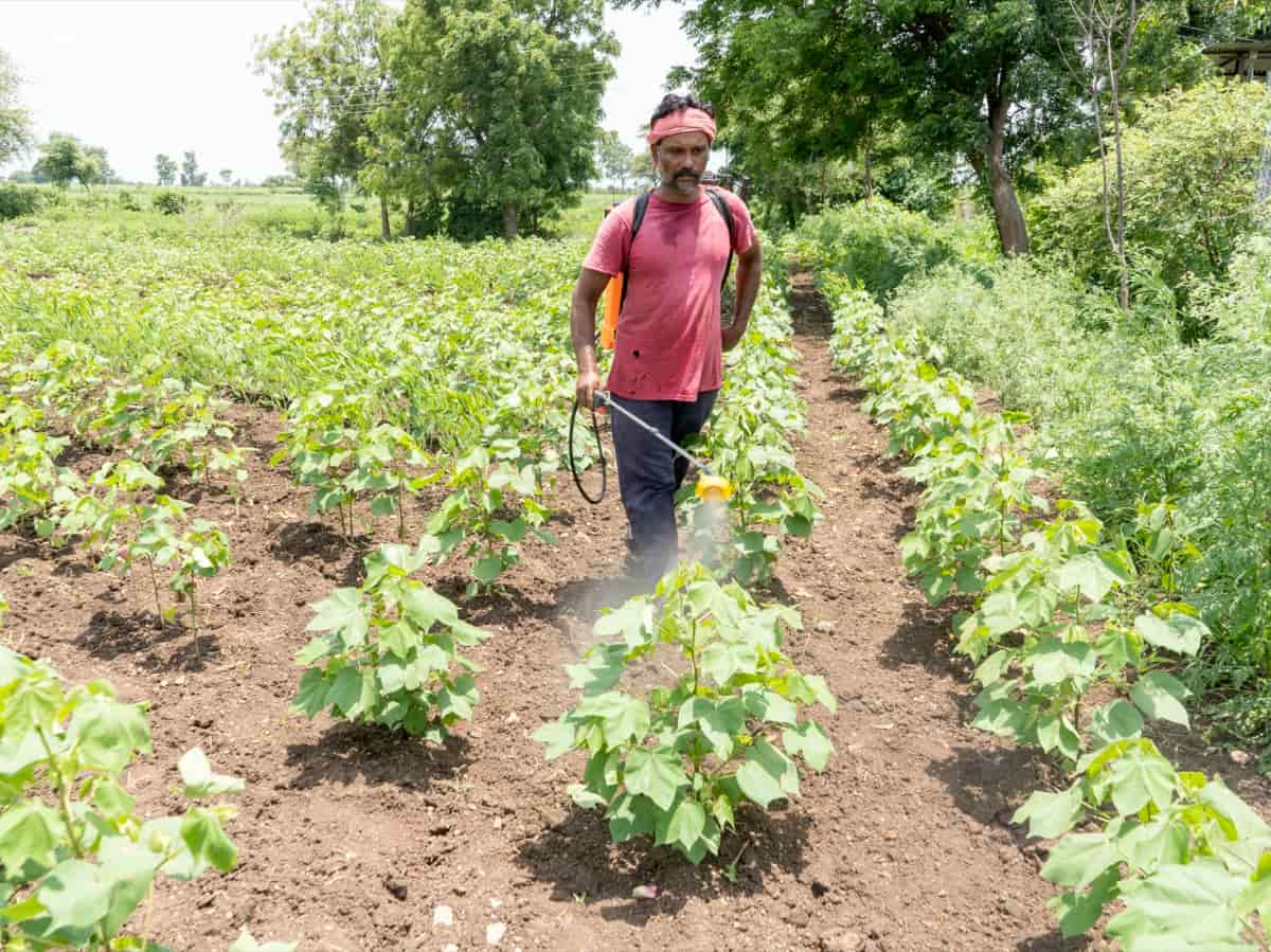 Pink Bollworm management in Cotton by chemical method