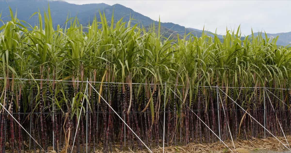 Sugarcane Farming