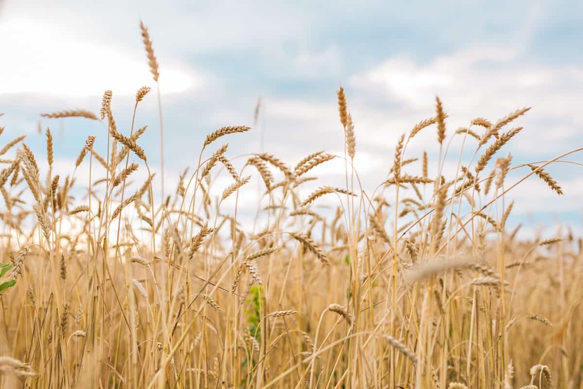 Powdery Mildew Disease Management in Wheat