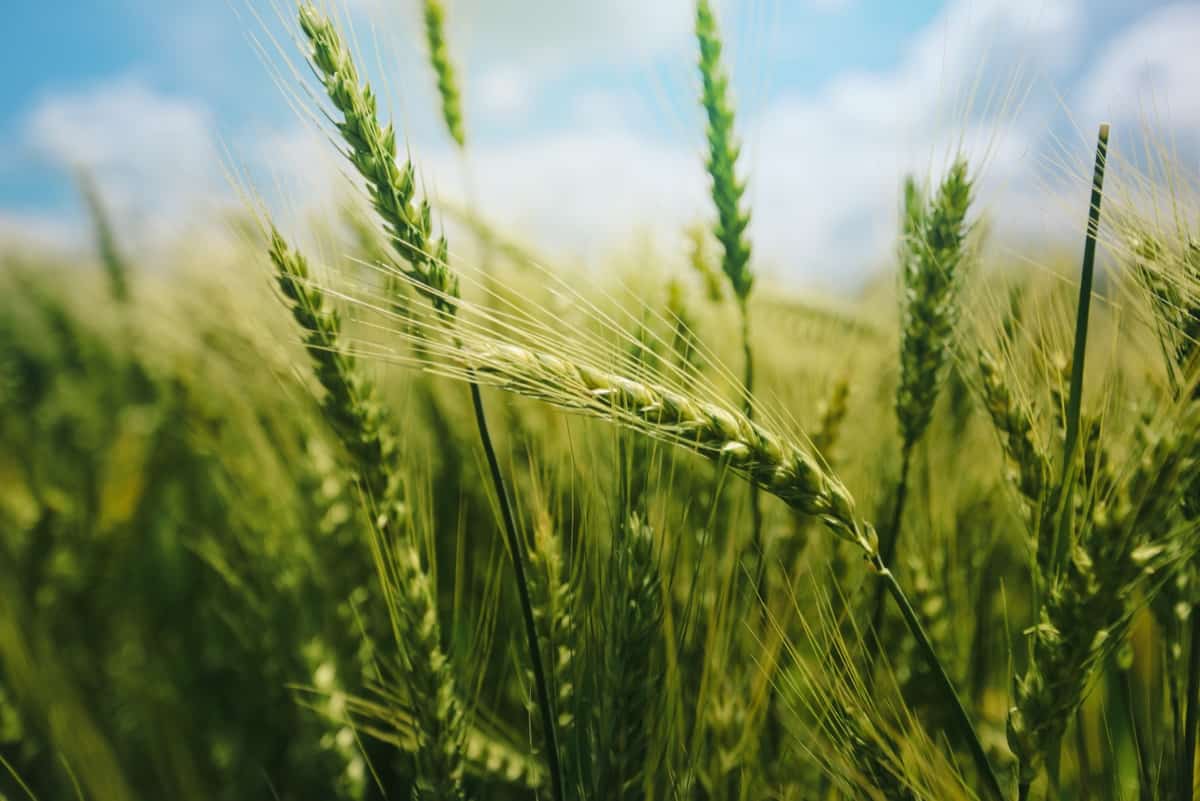 Wheat Farming
