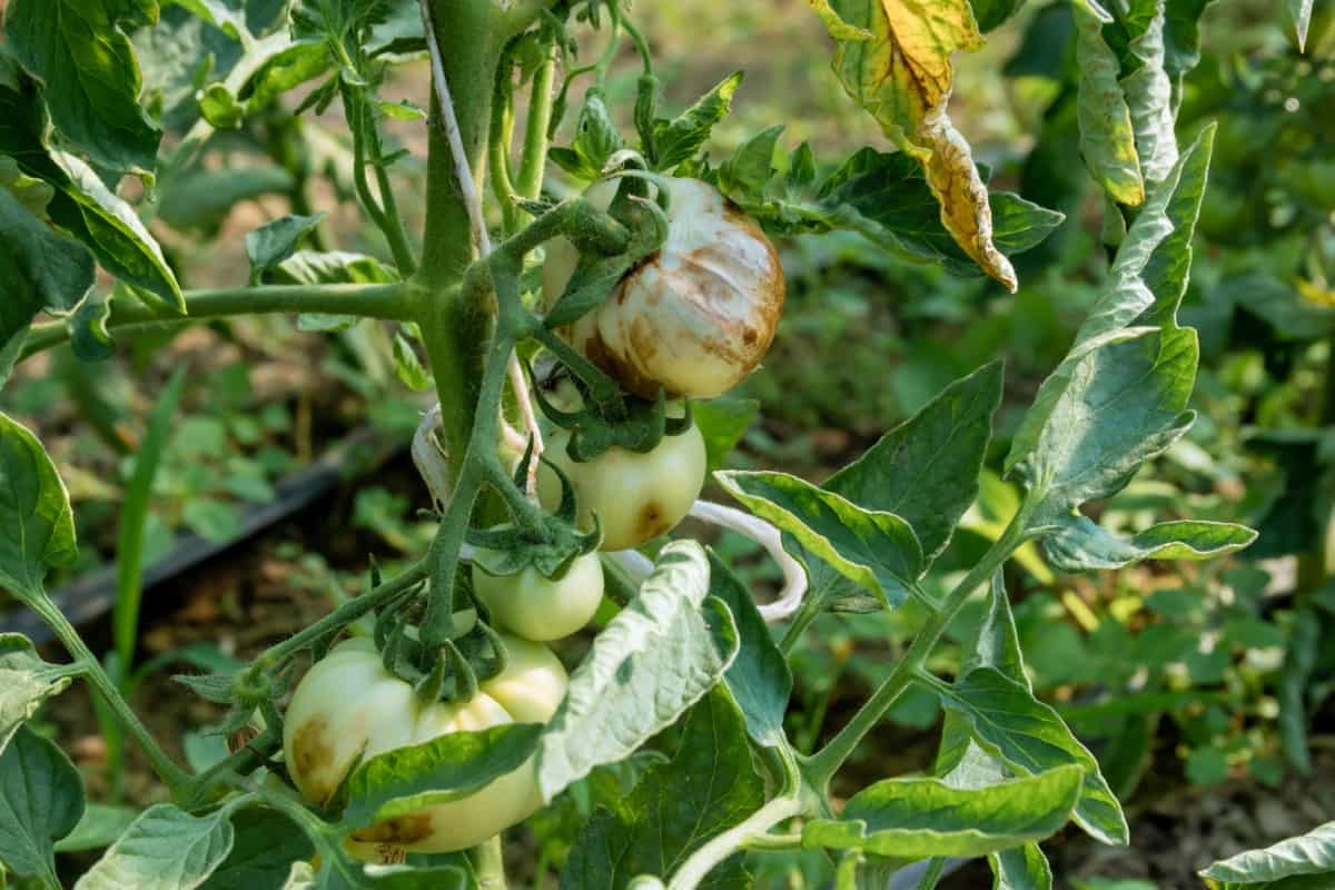 Prevention of Pests and Diseases Affecting Tomato Plants