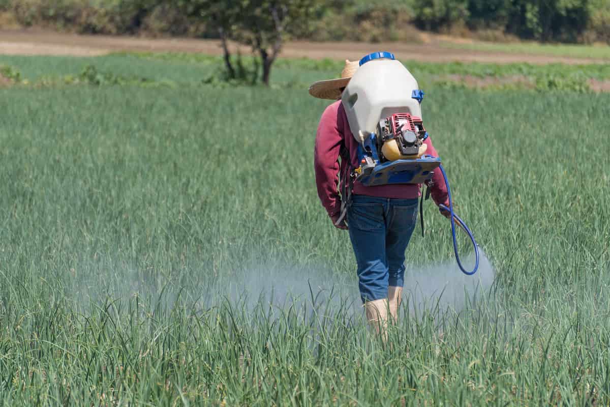 Farmer Spraying Fertilizers in Onion Field