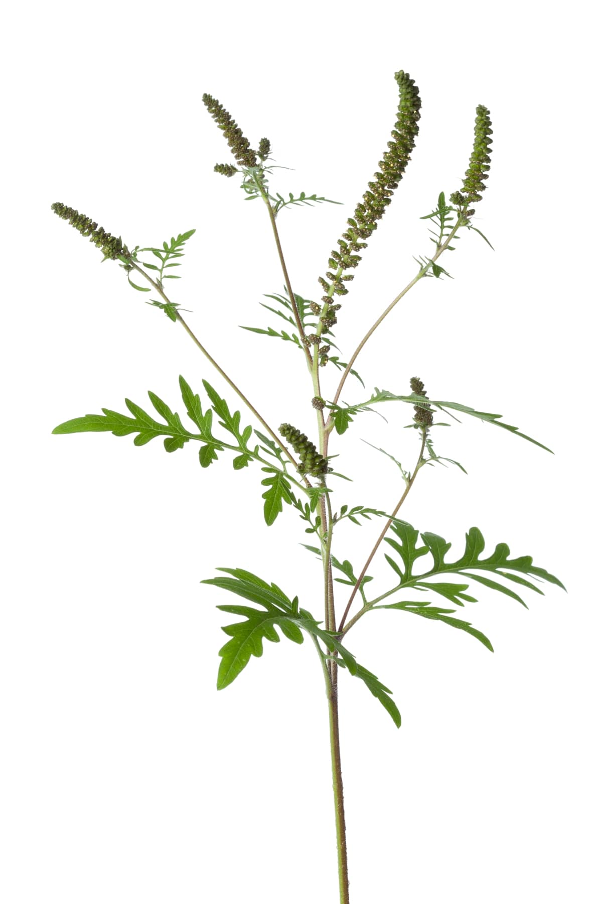 Ragweed Plant